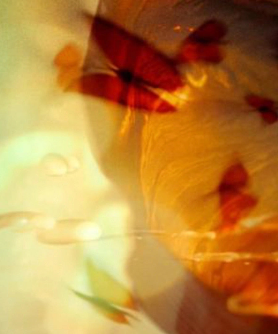 The Art of <em>Metamorphosis</em>